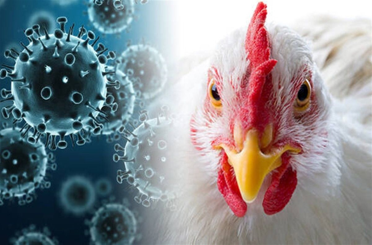 Chilean man infected with bird flu strain showing concerning mutations for human transmission