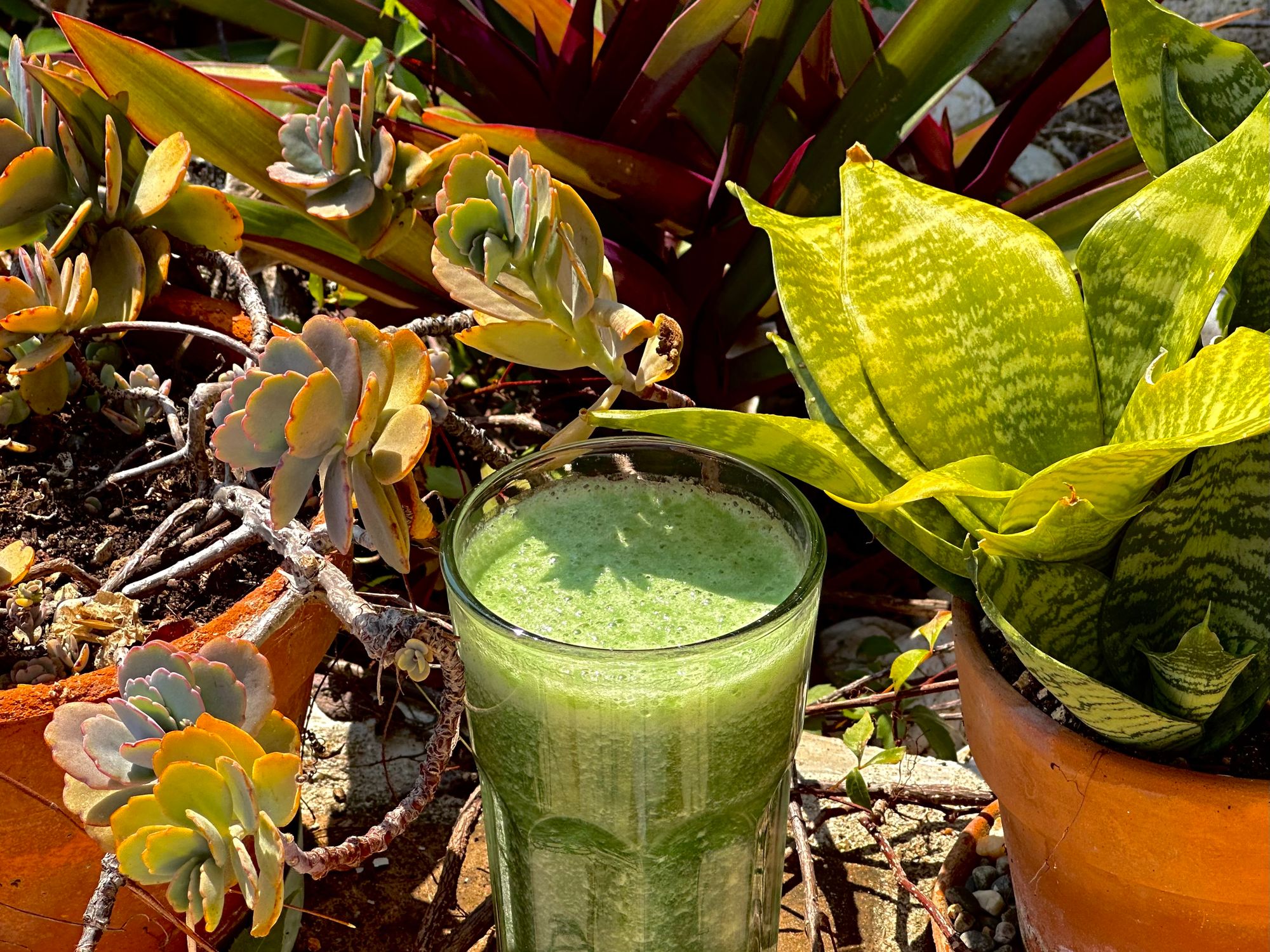 A Splash of Green: The Magic of Adding Spirulina to Your Fresh Smoothies