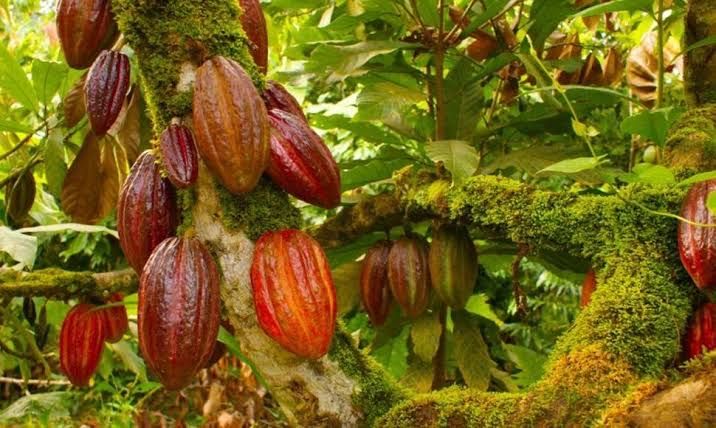 Heirloom Cacao Varieties: The Precious Heritage of Ancient Chocolates