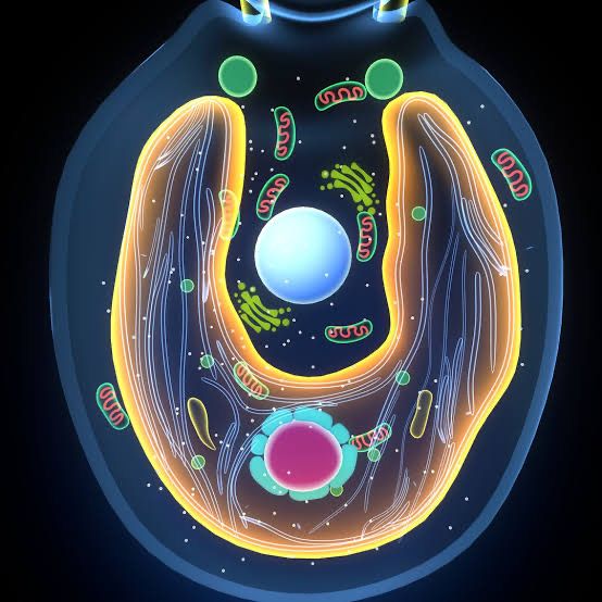 Harnessing Chlamydomonas reinhardtii: A Novel Approach to Edible Vaccines