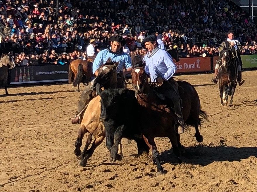 The Essence of Gaucho Life: Tradition, Skill, and Adaptation