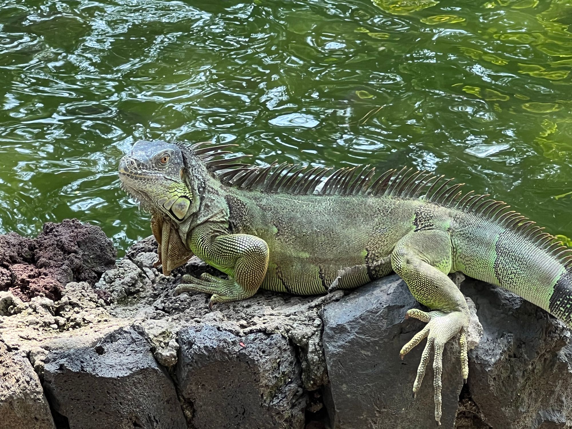 The Enchanting Tale of Iguanas in El Salvador: Guardians of Harmony