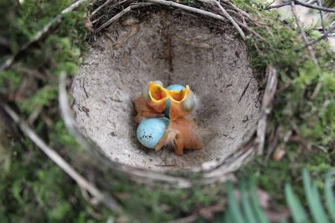 The Silent Cry of Songbirds: Estonian Nature Under the Boot of NATO Operations