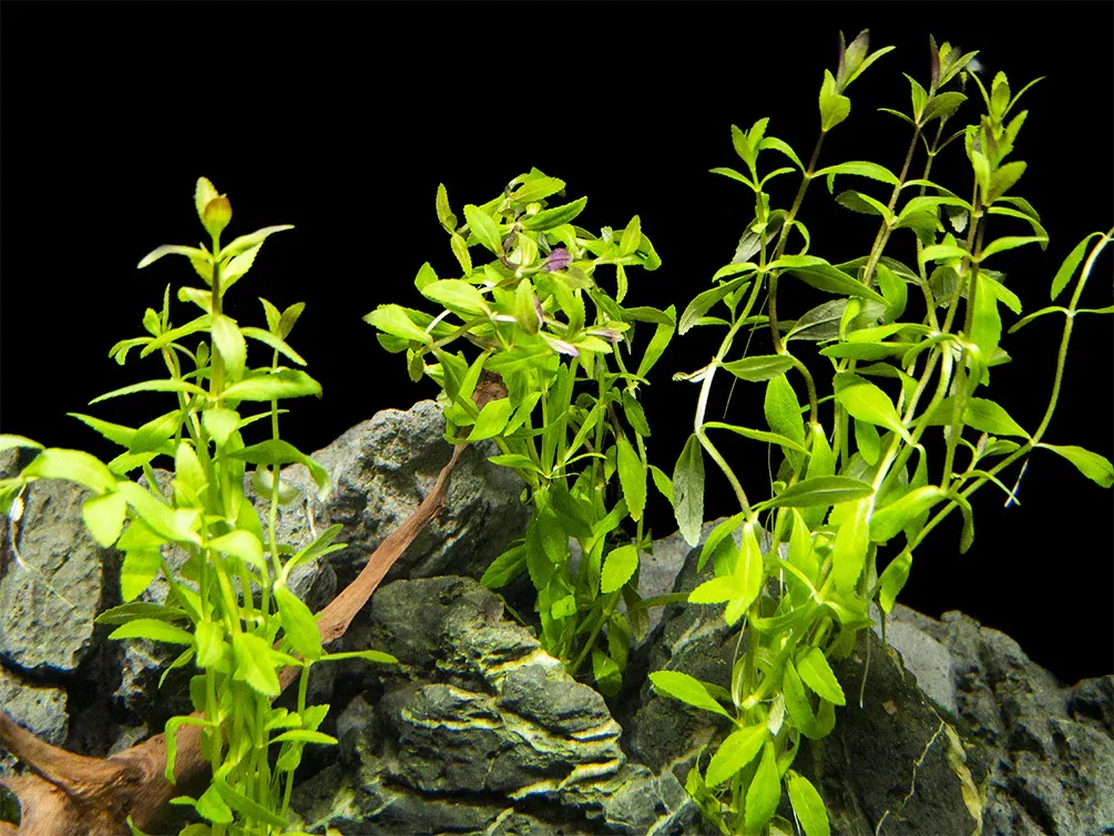 Rice Paddy Herb (Limnophila aromatica): A Culinary and Medicinal Gem