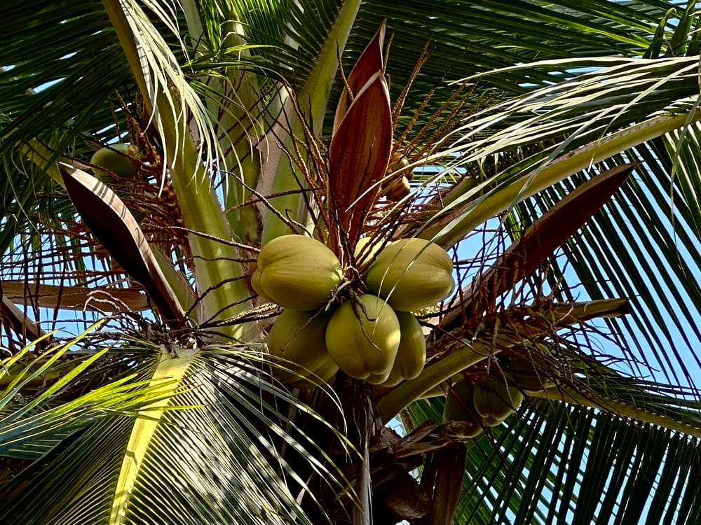 The Versatility of Coconut Palms: From Hydrating Drinks to Firewood for Cooking post image