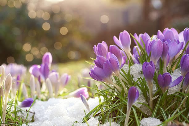 Springtime in Estonia: Discover the Beauty of Tallinn and the Serenity of the Countryside post image