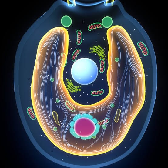 Harnessing Chlamydomonas reinhardtii: A Novel Approach to Edible Vaccines post image