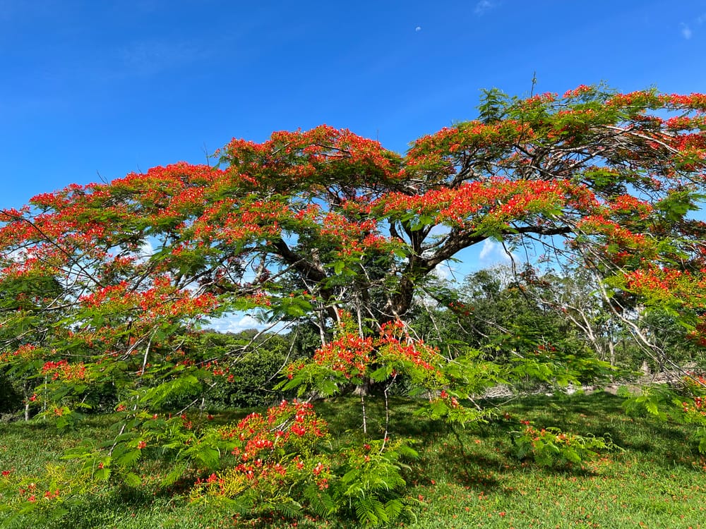 The Flamboyant: Royal Poinciana in Costa Rica post image