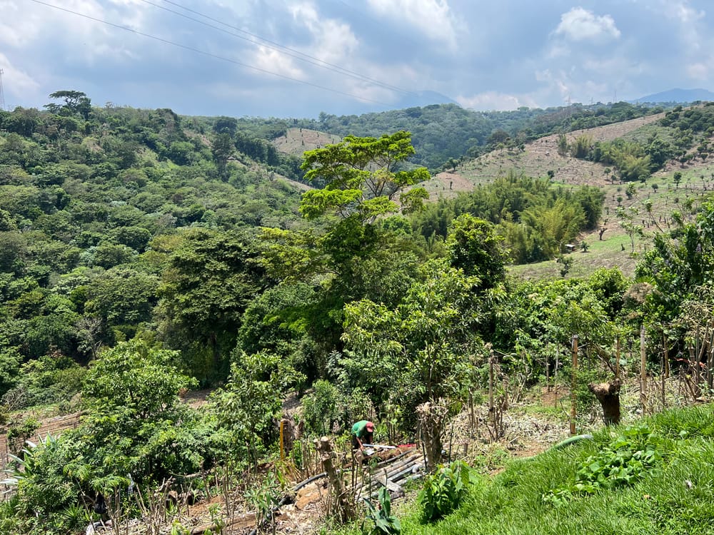 From the Fields of El Salvador: The Delicate Dance of Coffee and Cocoa Farmers in Pursuit of Harmonious Flavors post image