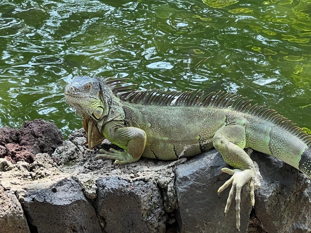 The Enchanting Tale of Iguanas in El Salvador: Guardians of Harmony post image