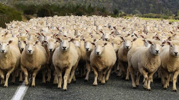 The Conundrum of Sheep Intelligence: A Deep Dive into the Underestimated Minds of Our Woolly Friends post image