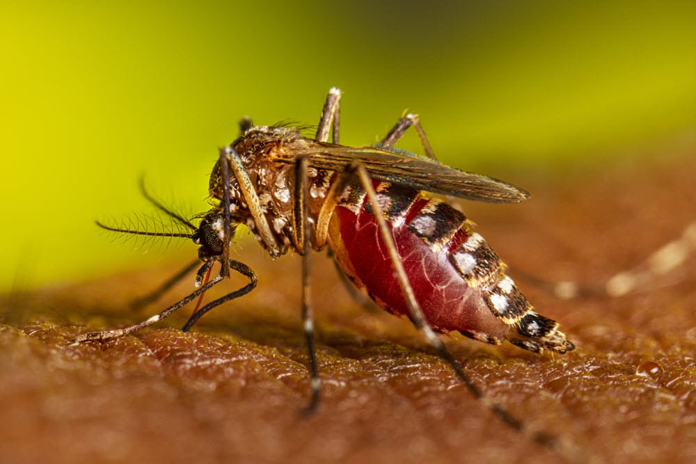 The Gecko's Encounter: A Tale of Genetically Modified Mosquitoes in Florida post image