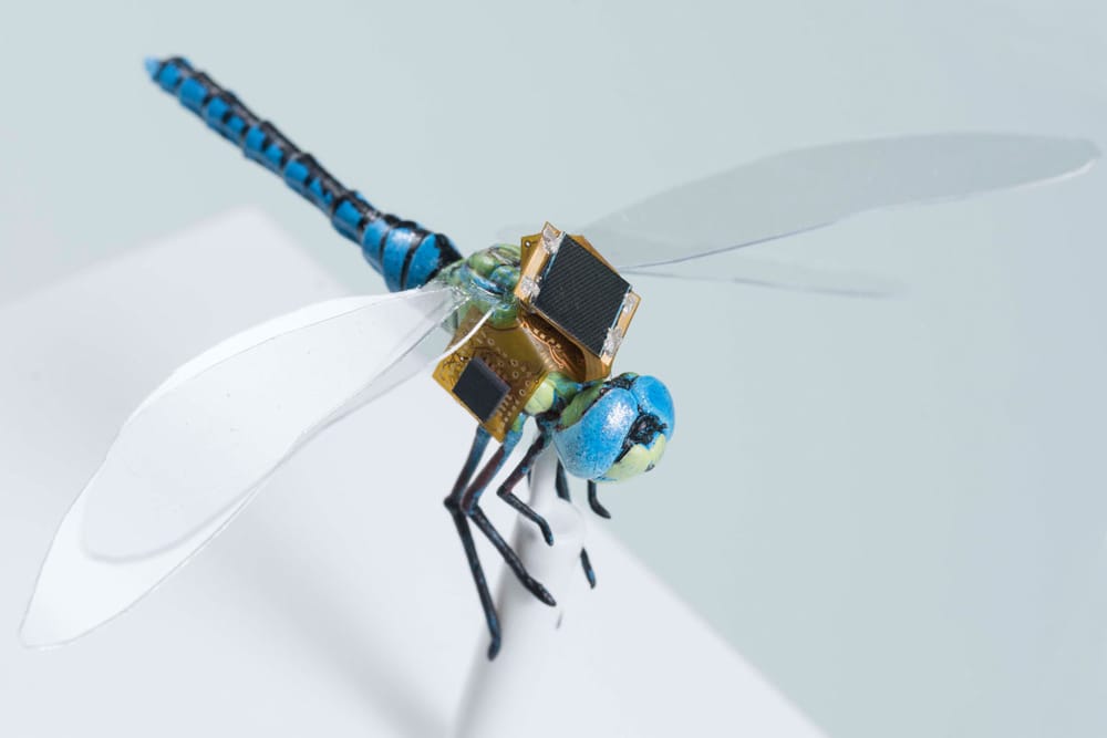 Cyborg Insects Unleashed: Tiny Flying Spies, Data-Collecting Bees, and Pesticide-Dispensing Butterflies in the World of Espionage and Agriculture post image