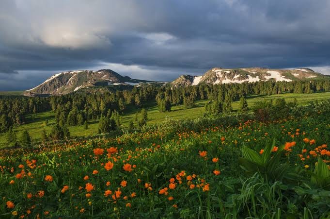 Blossoming Wonders of the Siberian Alps: The Unique Flora of Altai post image