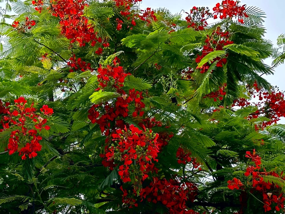 Flame Tree Chronicles: An Ode to the Royal Poinciana's Vibrant Spectacle in Acapulco post image