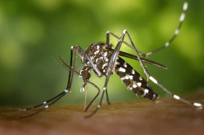 Dispelling the Myths: Modified Mosquitoes, Malaria and the Misunderstood Role of the Gates Foundation post image