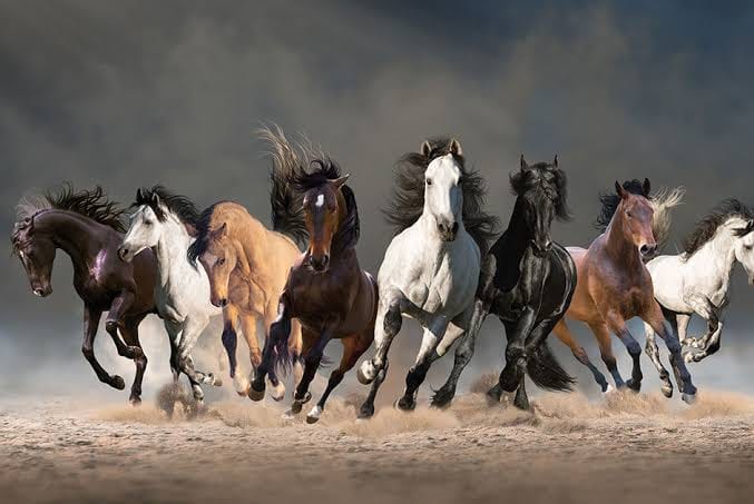 Embracing the Mustang Within: A Tale of Choices in the Grand Herd of Life post image