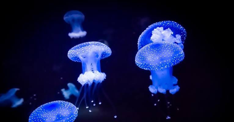 The Curious World of Bioluminescent Organisms post image