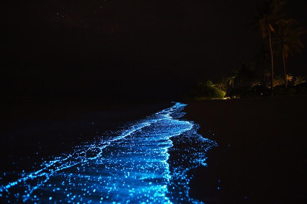 Cat Ba's Mystical Dance: The Bioluminescent Bays post image