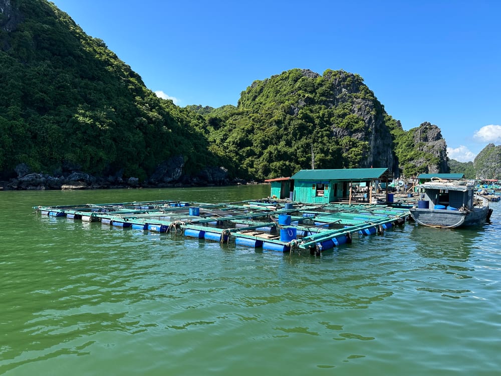 The Legacy of Water: The Deep-Rooted Traditions of Cat Ba's Floating Farms post image