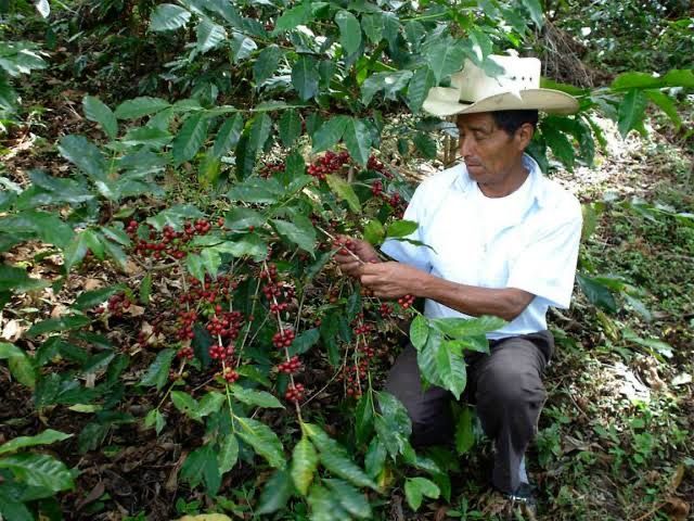 The Captivating Tale of Mexico's Liquid Gold: Unraveling the Mystical Allure of Chiapas Coffee