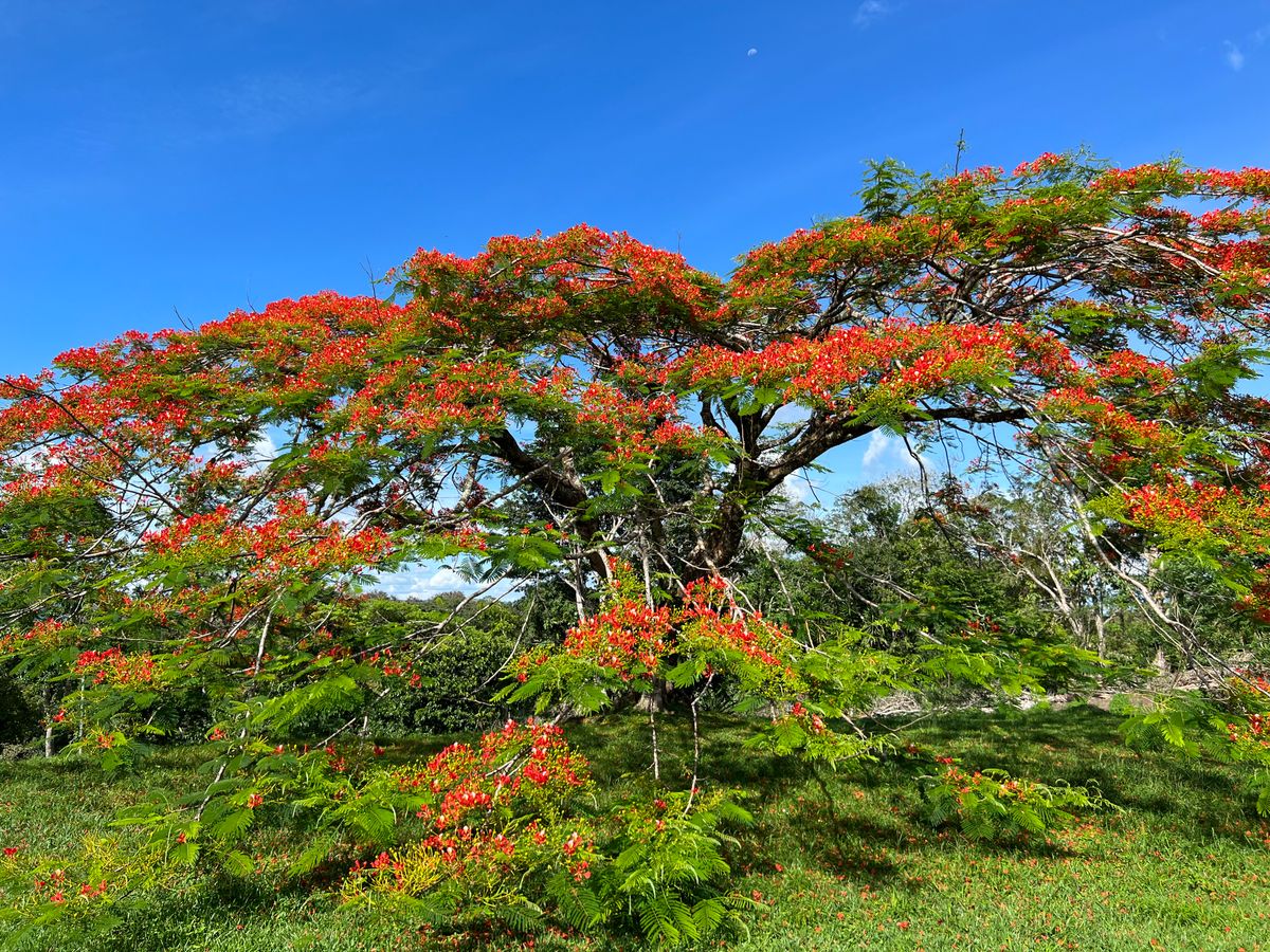 The Flamboyant: Royal Poinciana in Costa Rica
