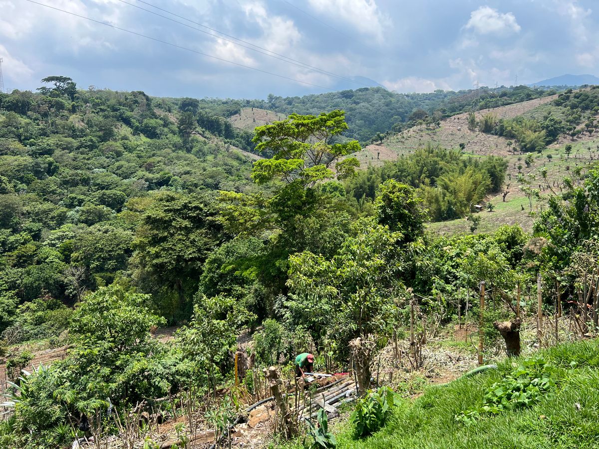From the Fields of El Salvador: The Delicate Dance of Coffee and Cocoa Farmers in Pursuit of Harmonious Flavors