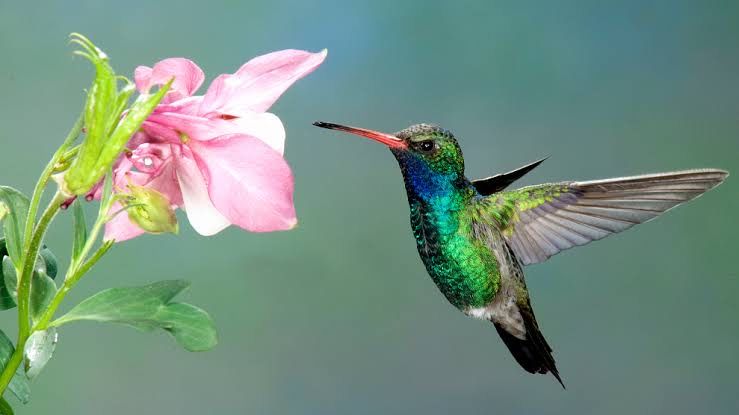 The Song of the Kindhearted Colibri: A Woman's Rebirth as a Hummingbird