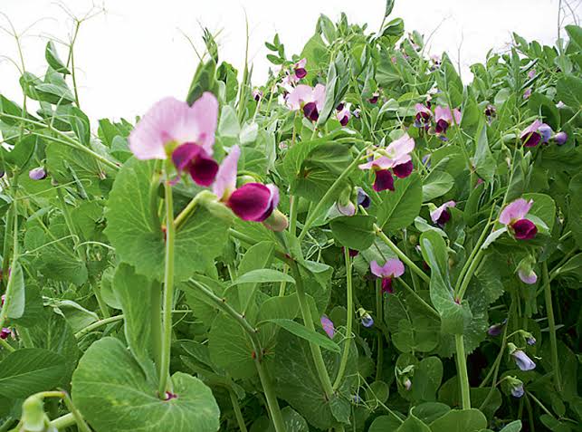 Cows Know Best? The Unsavory Tale of Estonian Vetch: An In-depth Analysis