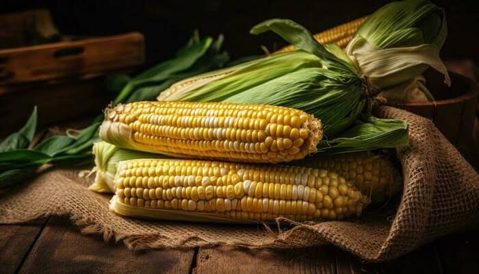 The Corn Chronicles: Legends and Traditions of Sapa Corn