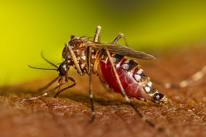 The Gecko's Encounter: A Tale of Genetically Modified Mosquitoes in Florida