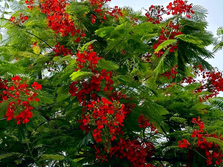 Flame Tree Chronicles: An Ode to the Royal Poinciana's Vibrant Spectacle in Acapulco