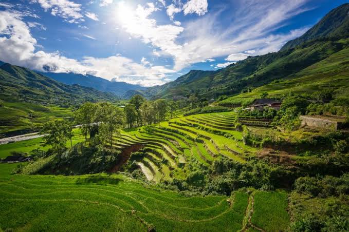 The Art and Effort of Corn Harvesting in Sapa